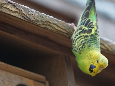 Zoological Wholesale Company with Own Product Lines and Existing Framework Agreements